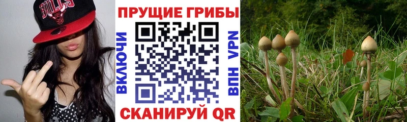 Псилоцибиновые грибы MAGIC MUSHROOMS где купить Светлоград